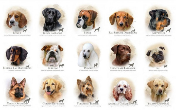 Patchworkstoff Hunde Rassehunde Dog Breeds Panel